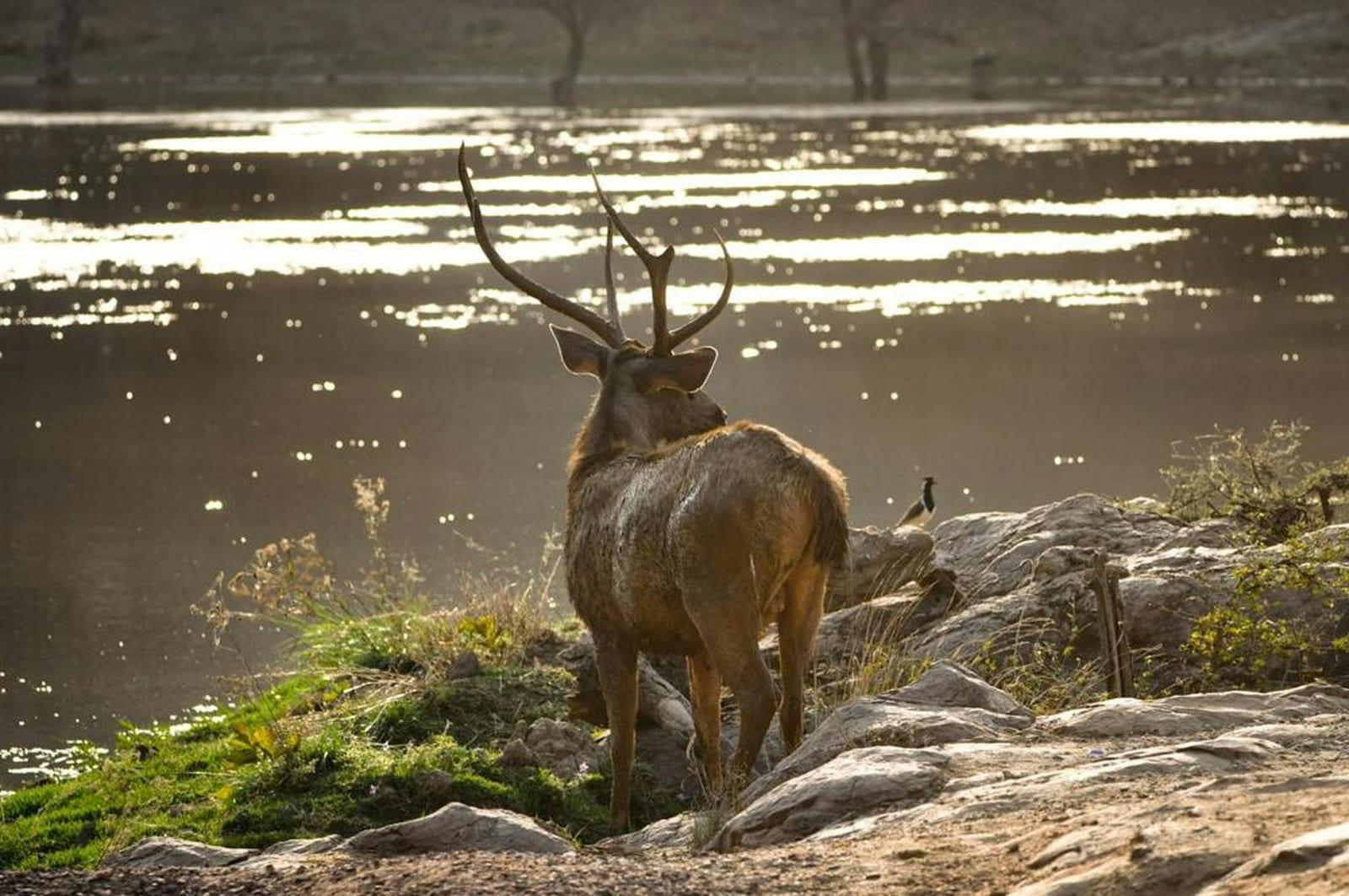 Ranthambore National Park, India