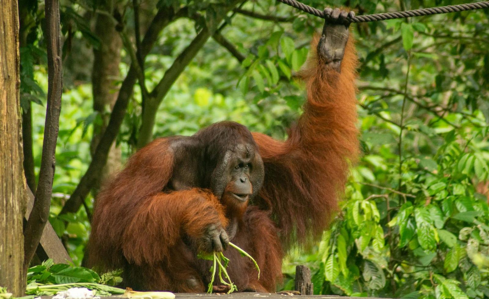 Sepilok Orangutan Rehabilitation Centre (Sabah), Malaysia