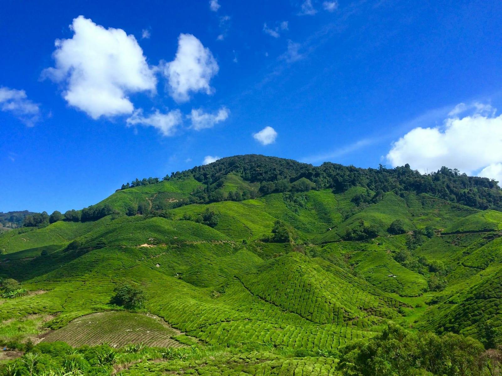 Cameron Highlands (Pahang), Malaysia