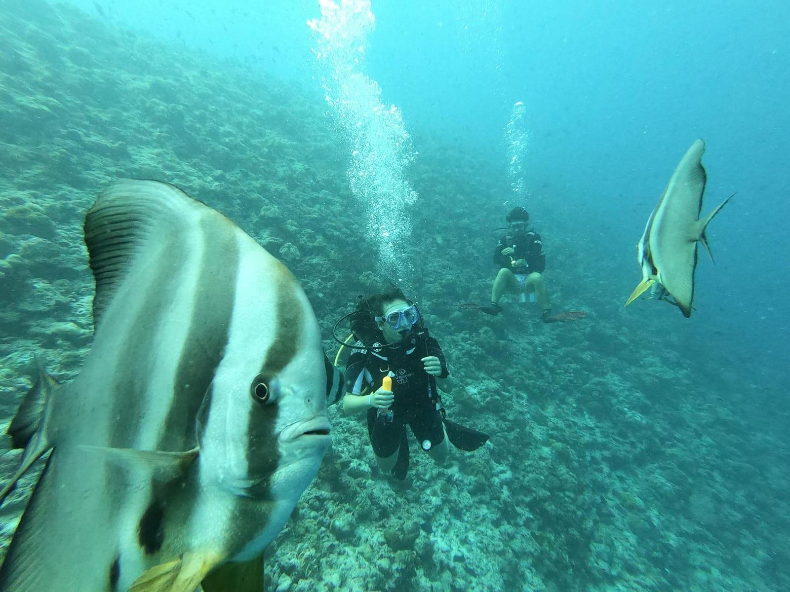 Fish Head (Mushi Mas Mingili Thila), Maldives