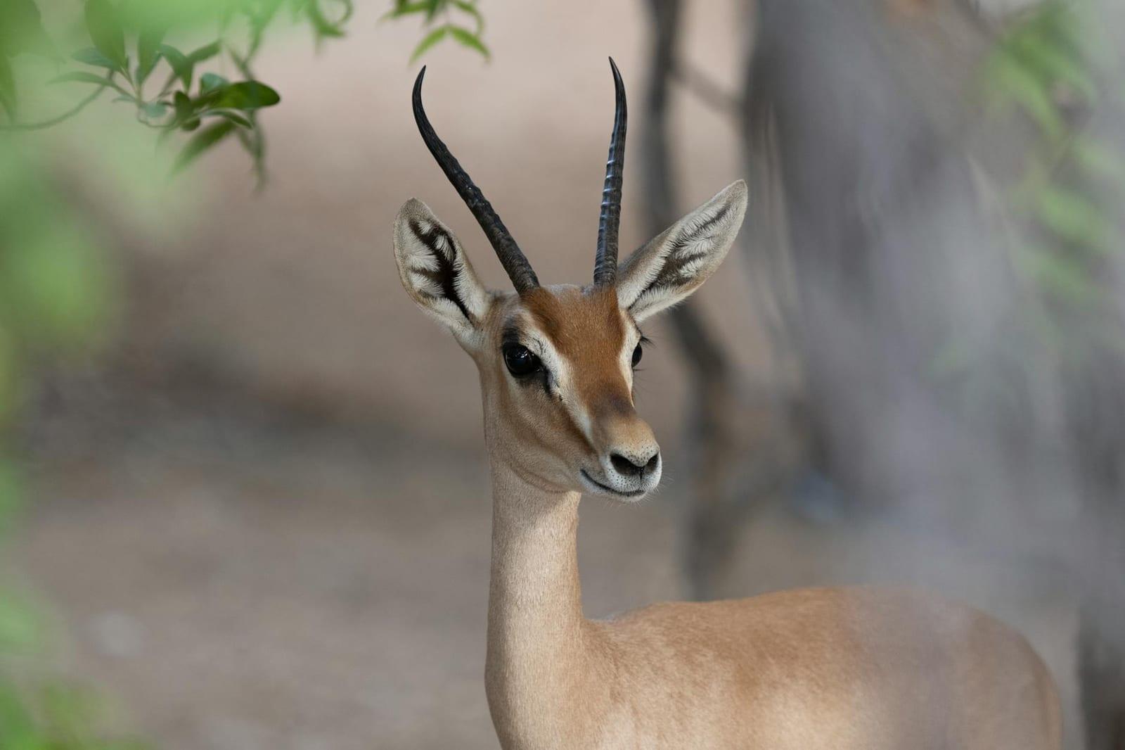 Dubai Desert Conservation Reserve, UAE