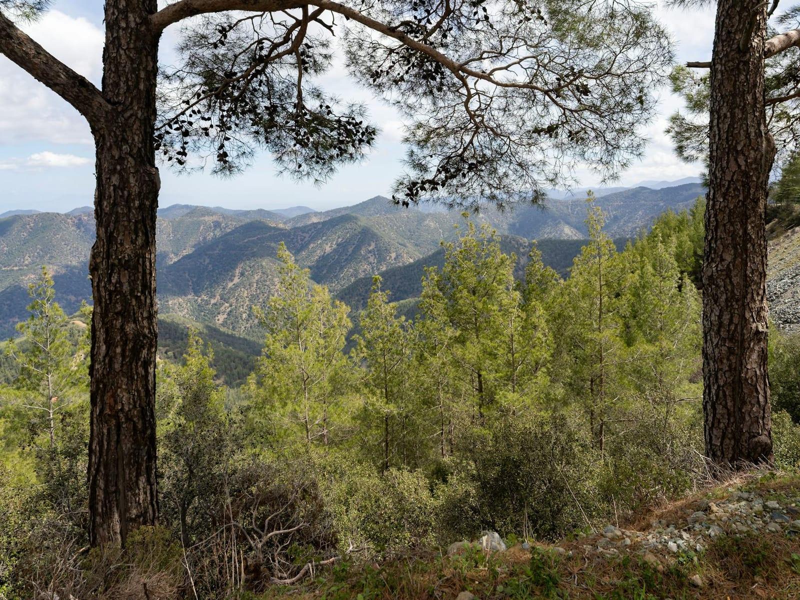 Troodos Forest, Cyprus