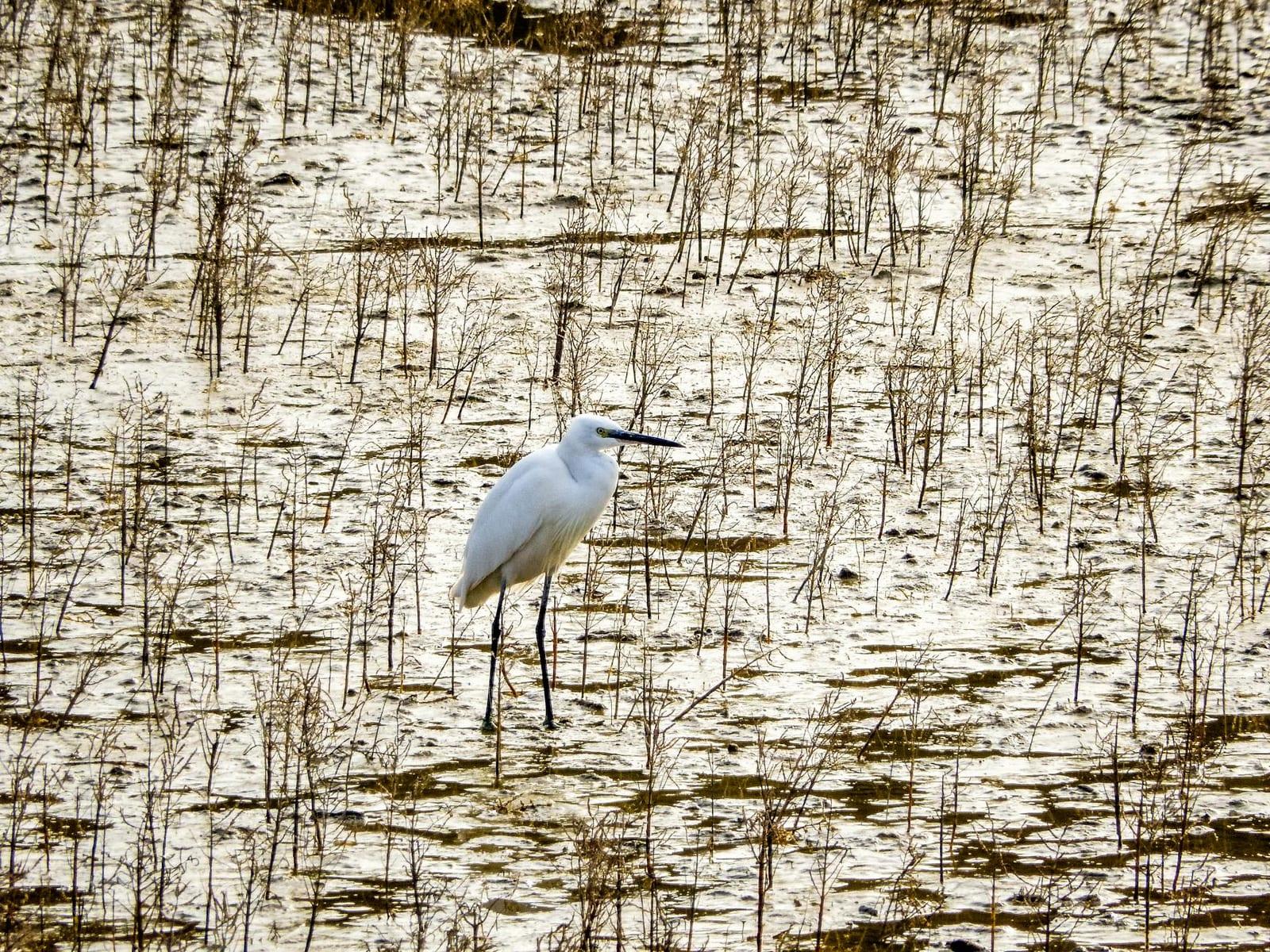 Ljubljana Marshes, Slovenia