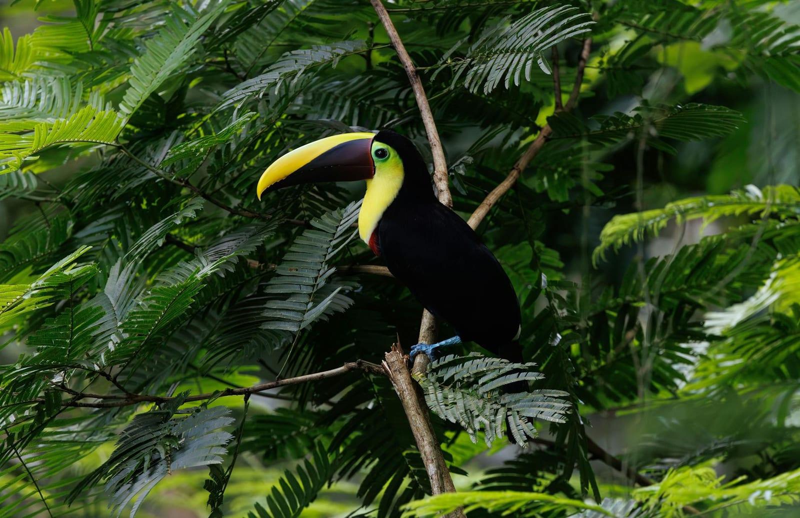 Cockscomb Basin Wildlife Sanctuary, Belize