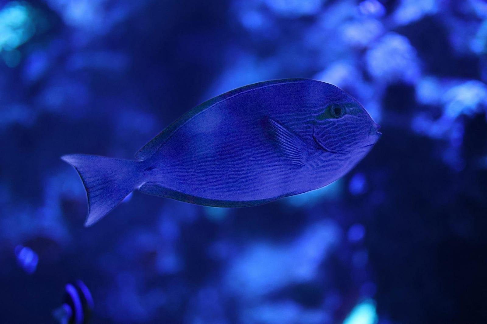 Bermuda Aquarium, Museum and Zoo, Bermuda