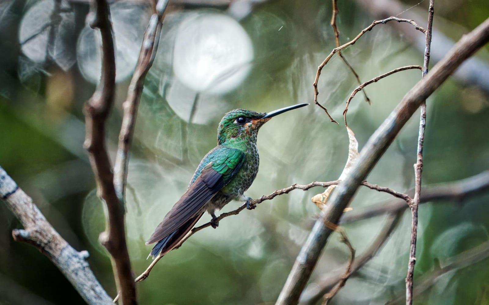 Monteverde Cloud Forest Reserve, Costa Rica