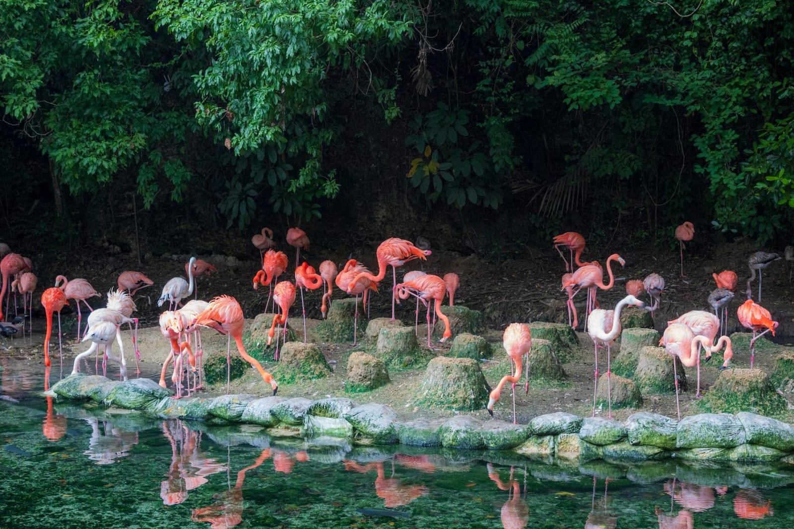 Flamingo Pond, Turks & Caicos Islands