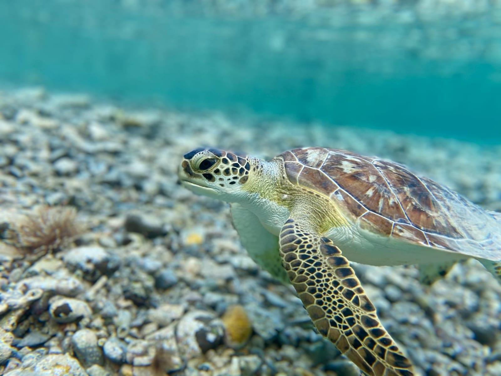 Buck Island Reef National Monument, U.S. Virgin Islands