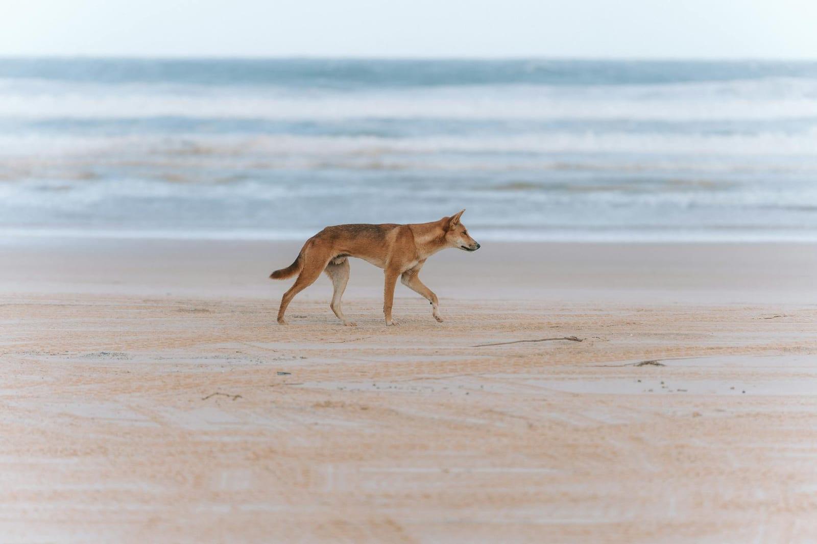 Fraser Island, Australia