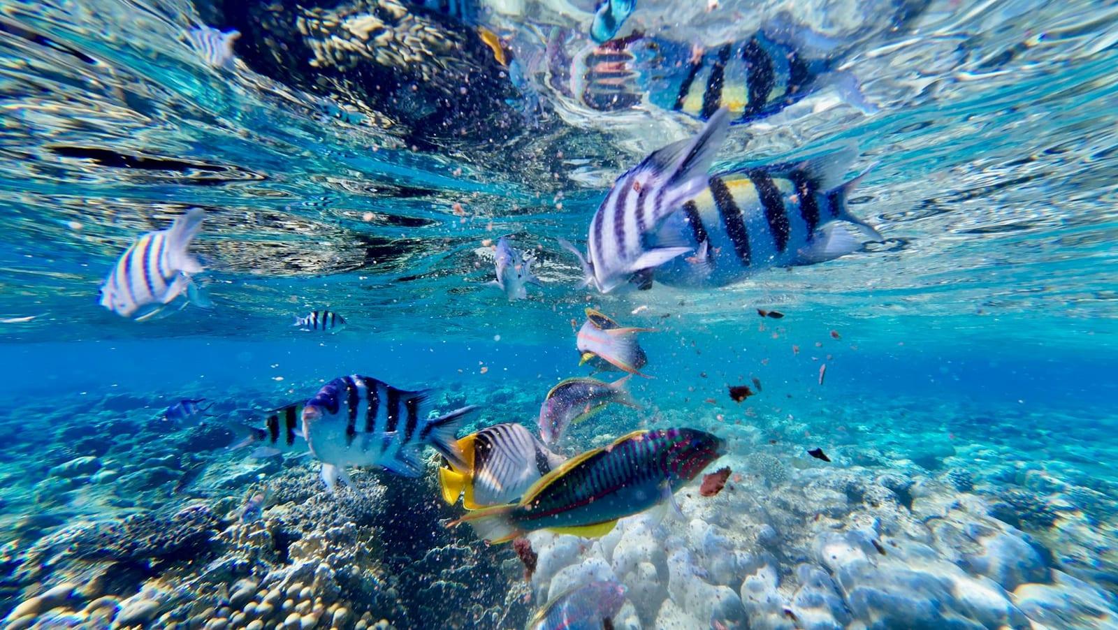 The Rainbow Reef, Fiji