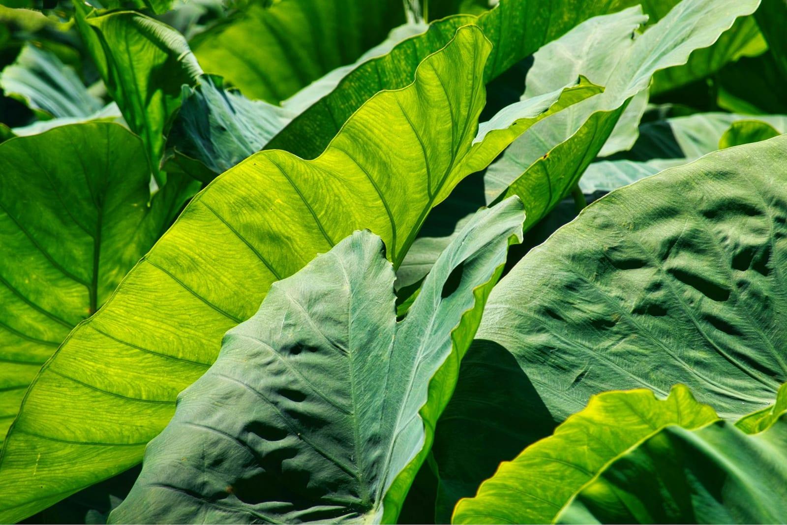 Garden of the Sleeping Giant, Fiji