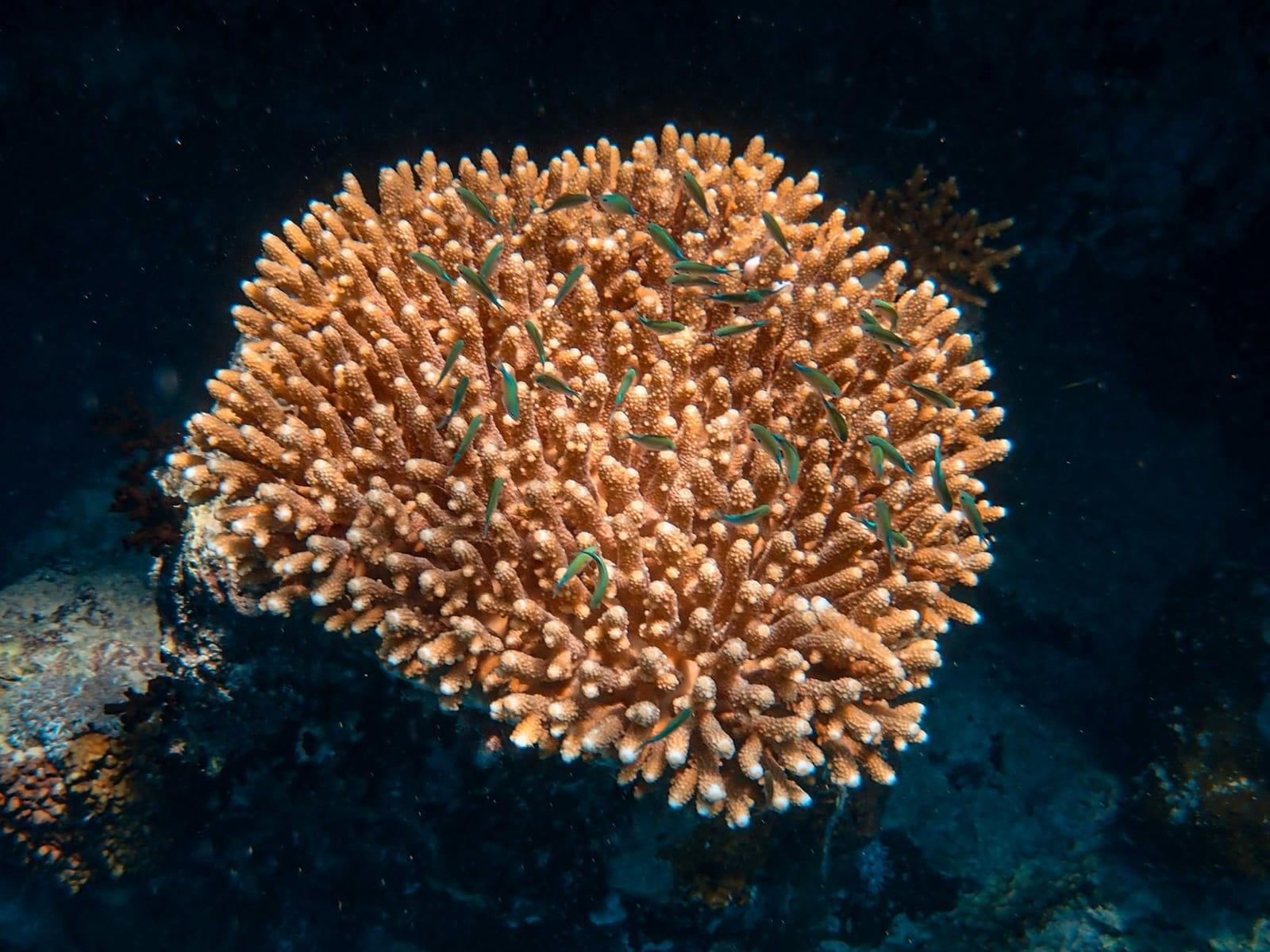 Yap, Micronesia