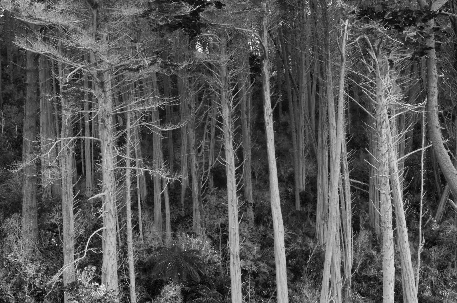 Waipoua Forest, New Zealand