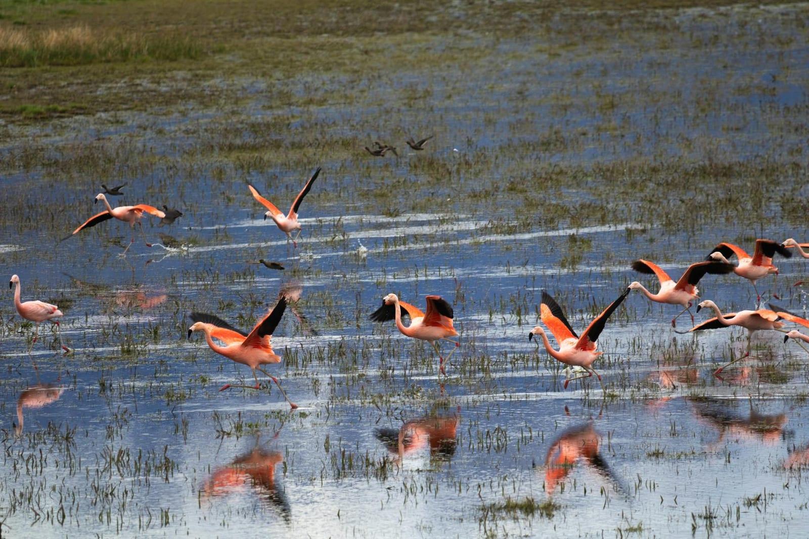 Ibera Wetlands, Argentina