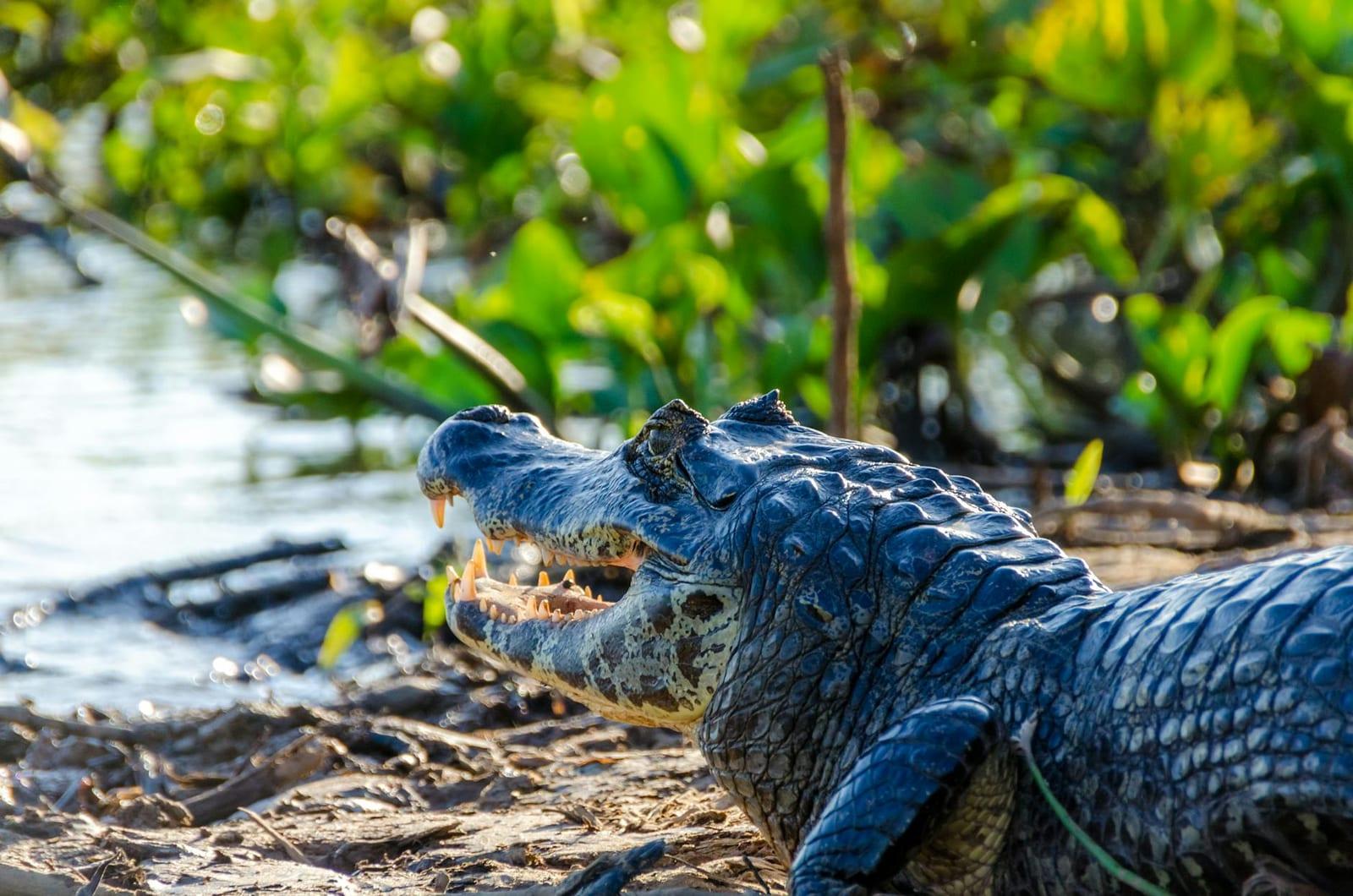 Pantanal, Brazil