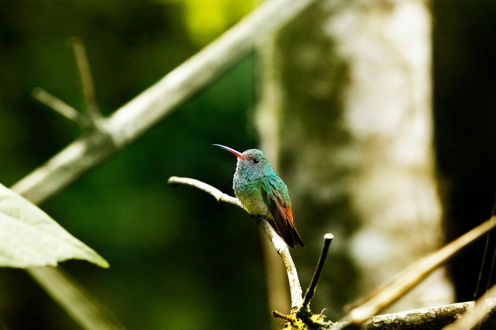 Yasuni National Park, Ecuador