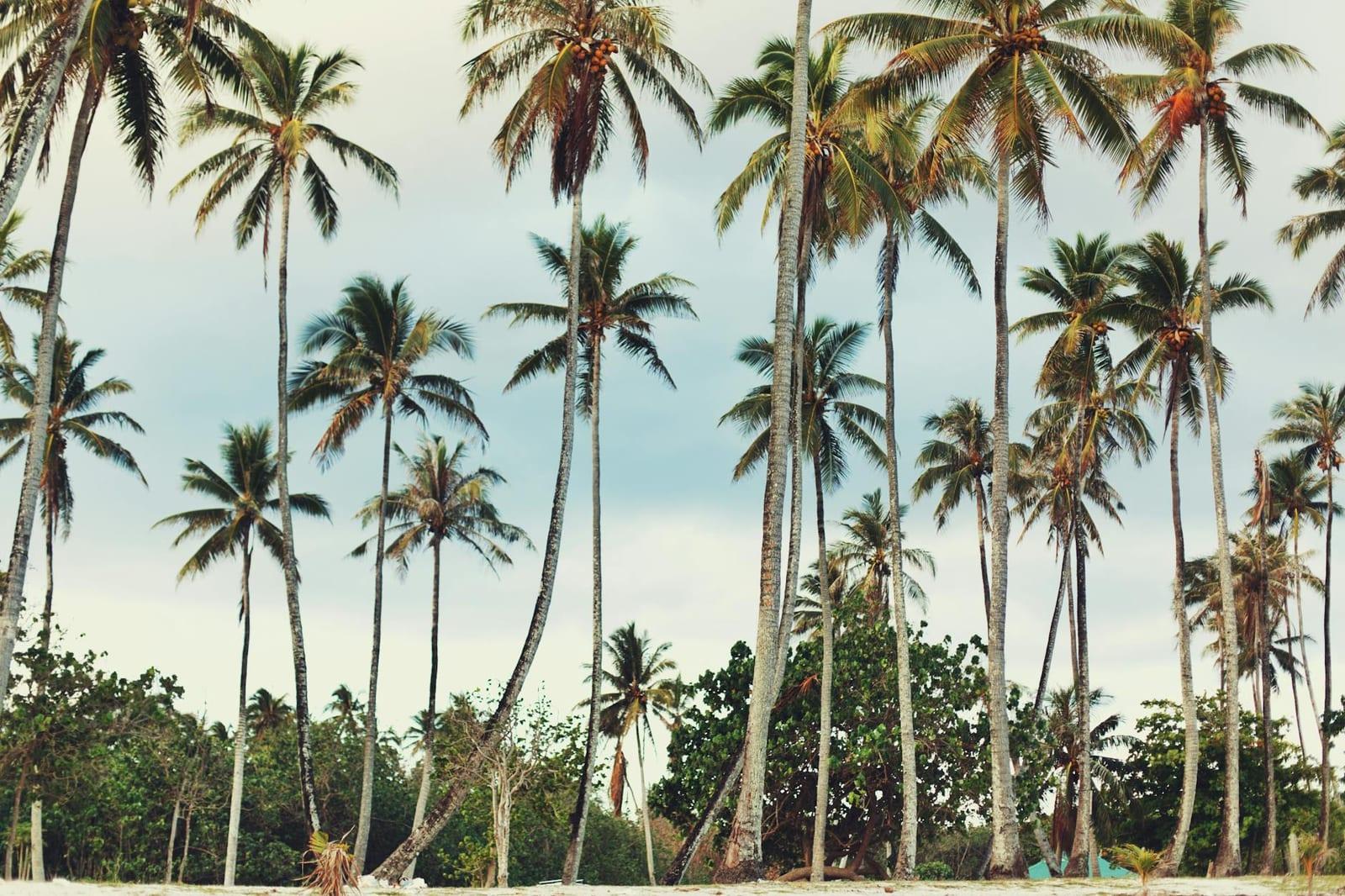 Iles du Salut, French Guiana (France)