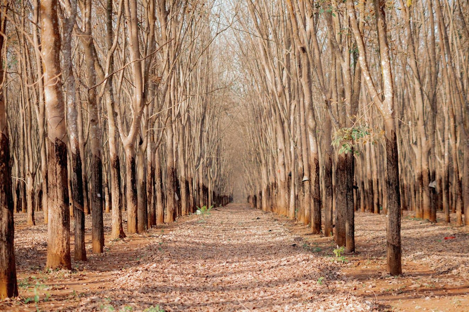 Rupununi Savanna, Guyana