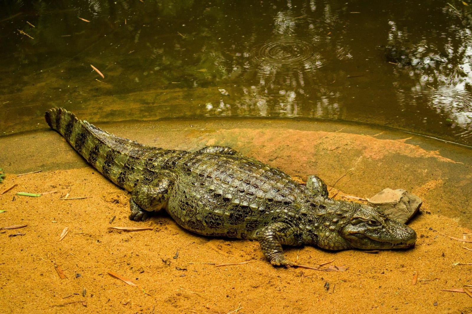 Chaco-Pantanal Reserve, Paraguay