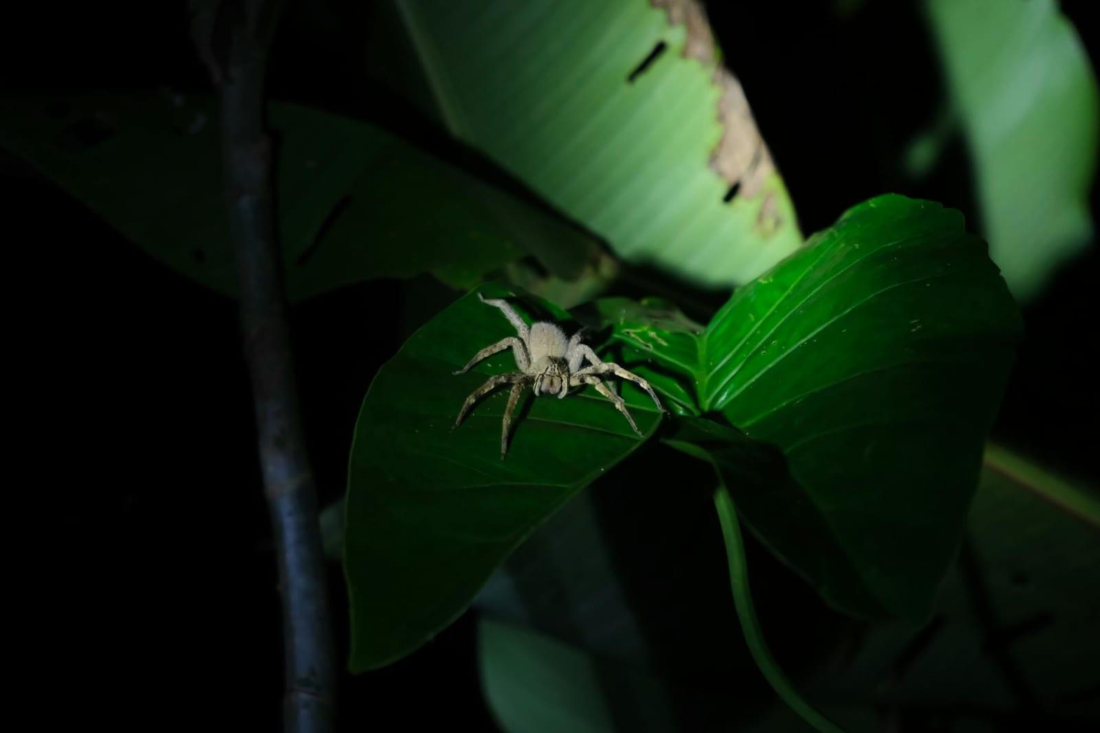 Galibi Nature Reserve, Suriname