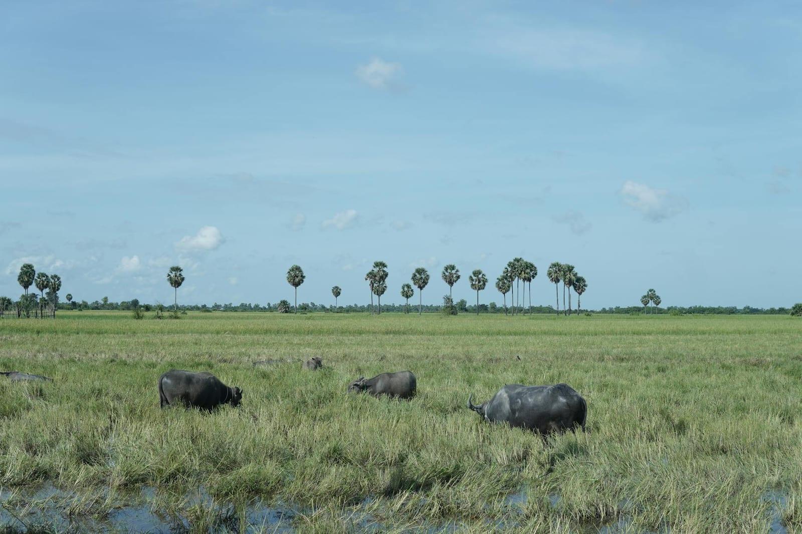 Sipaliwini Savanna, Suriname