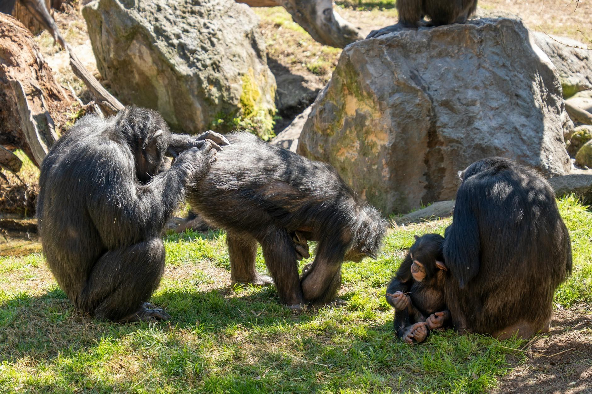 Chimpanzees hero