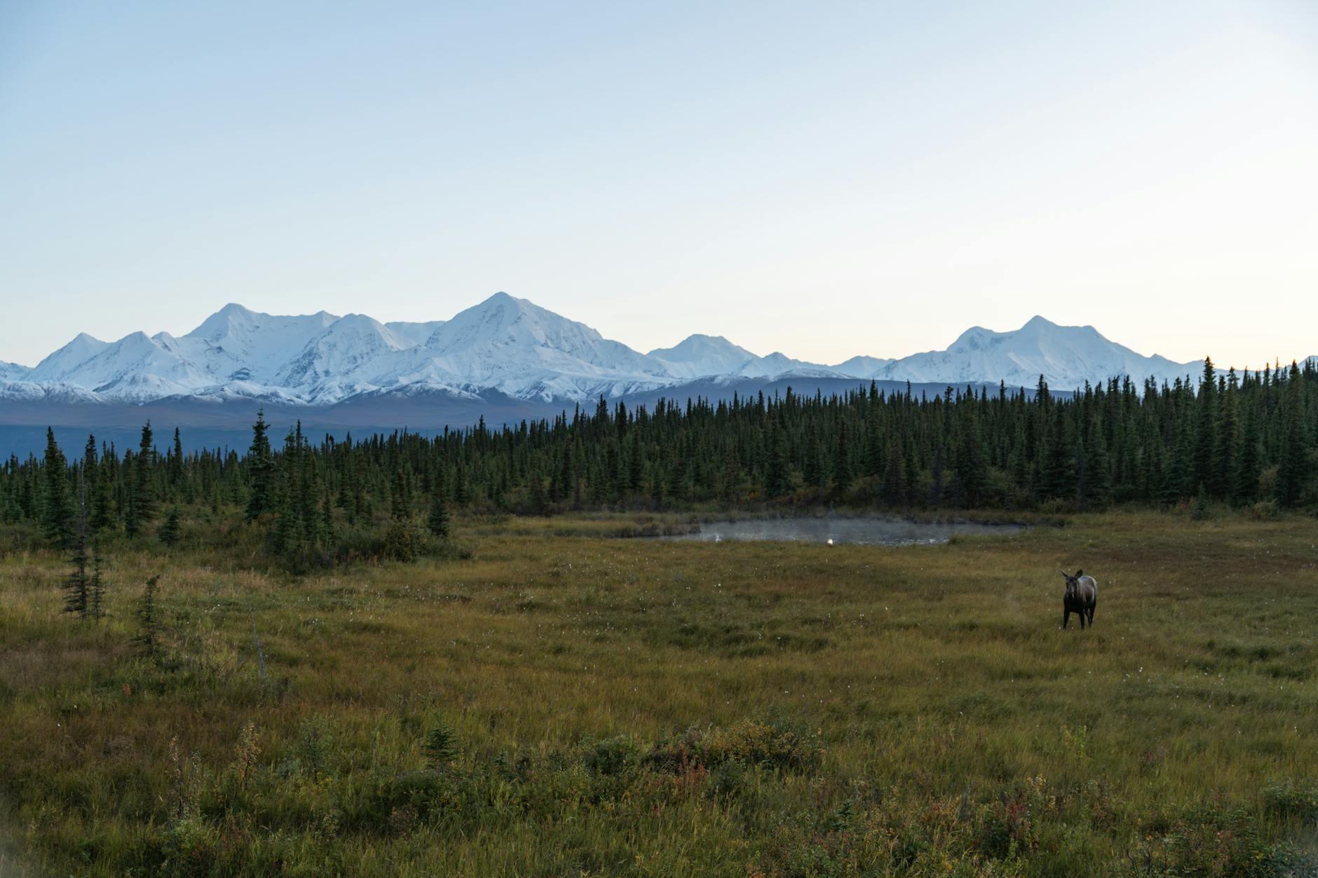 Denali hero