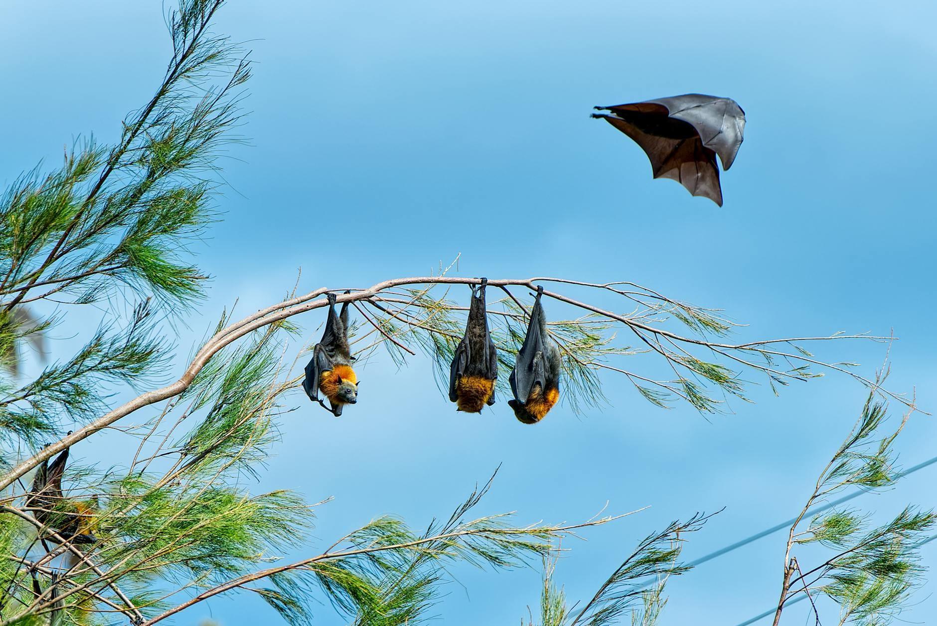 Fruit Bats hero