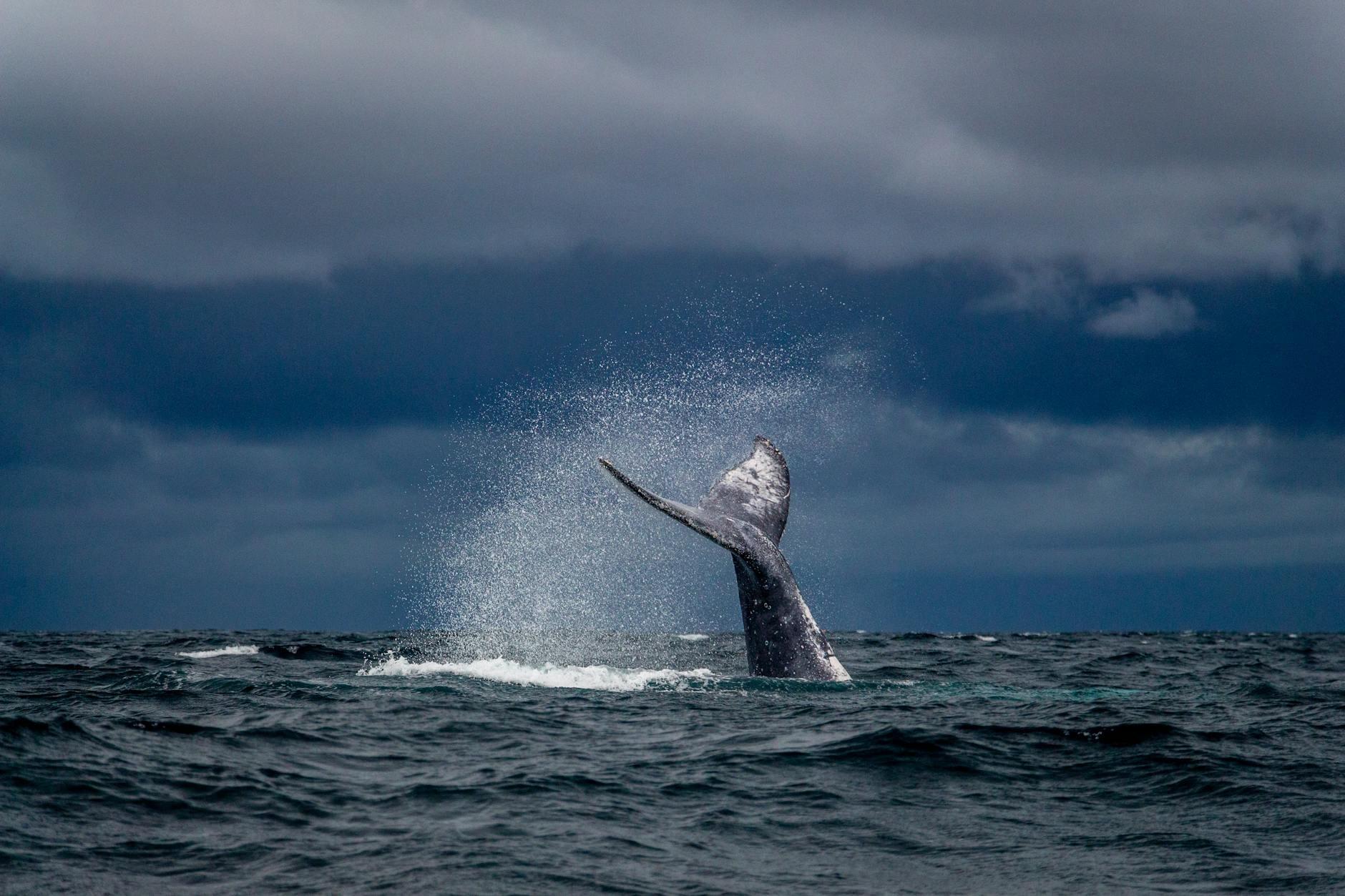 Humpbacks Breaching hero
