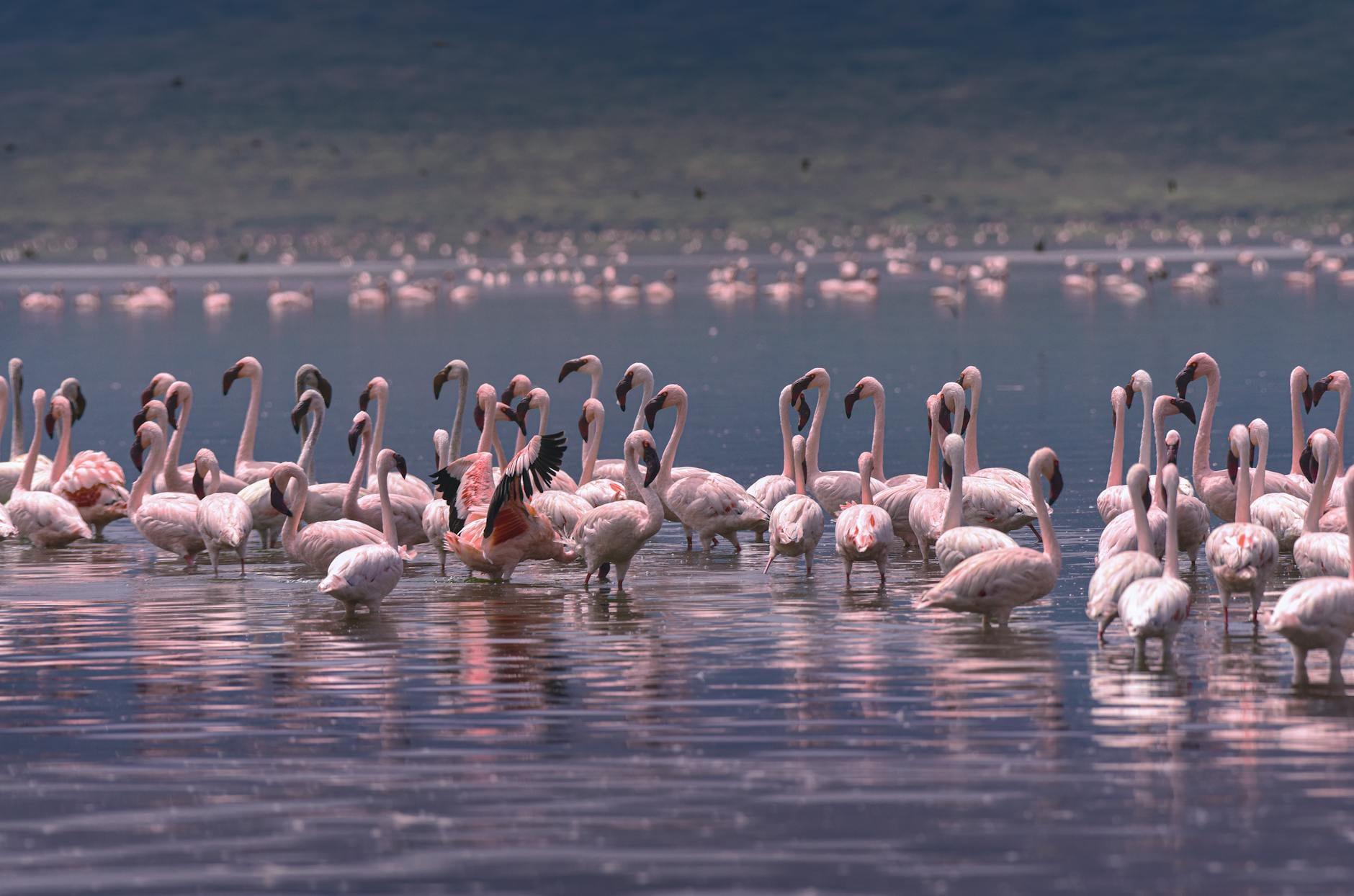 Lake Bogoria hero