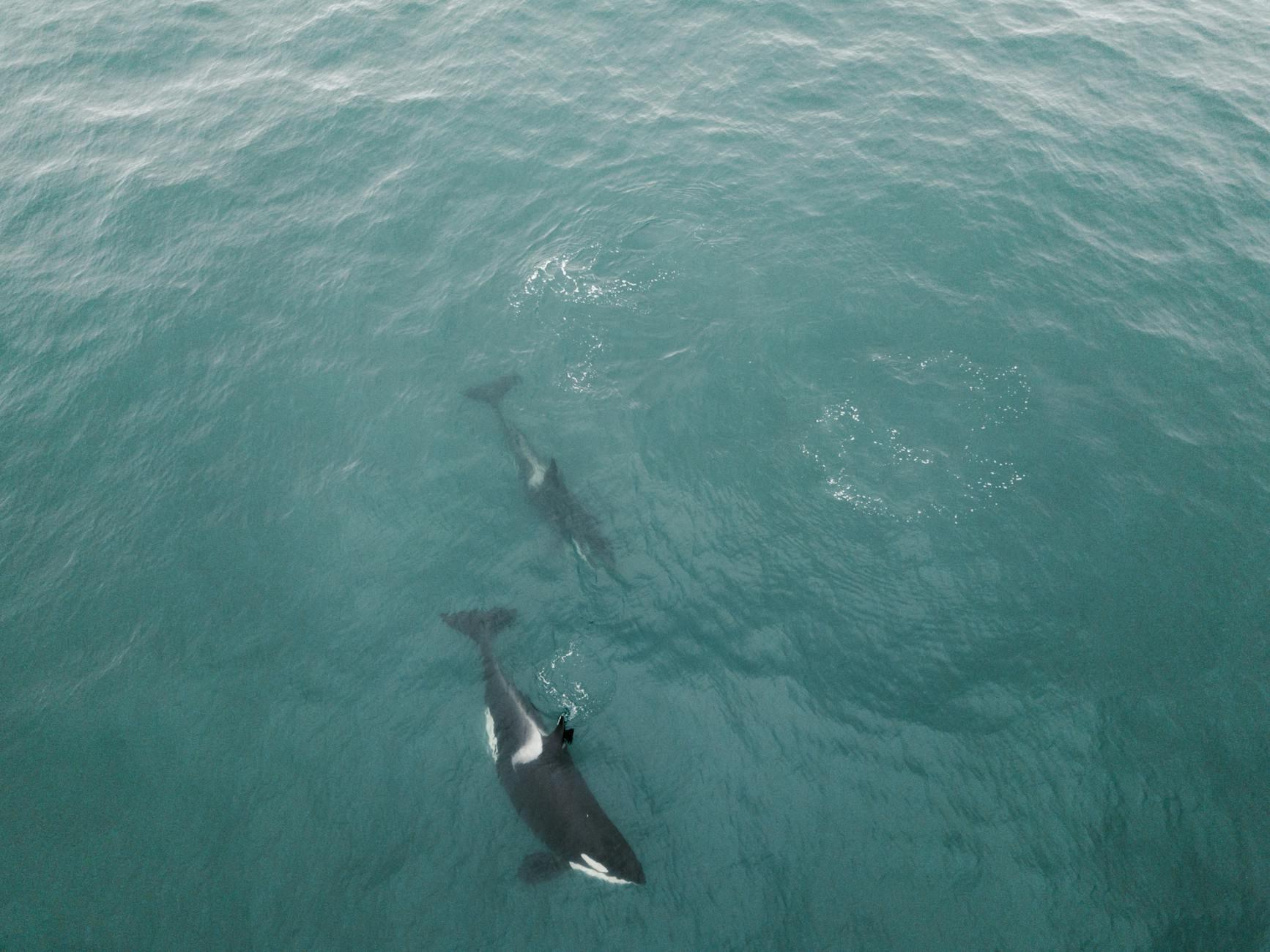 Orca hero