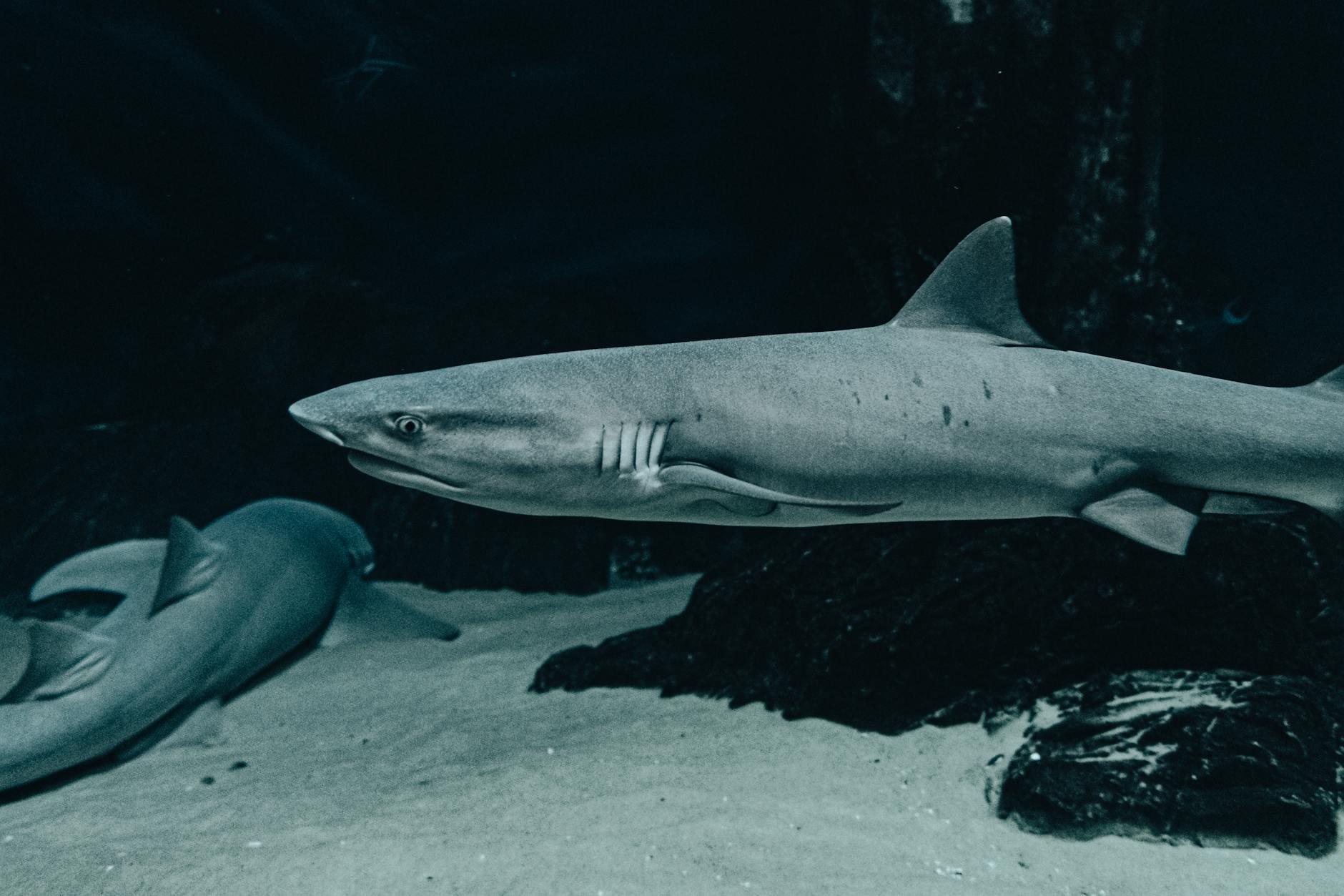 Sharks hero