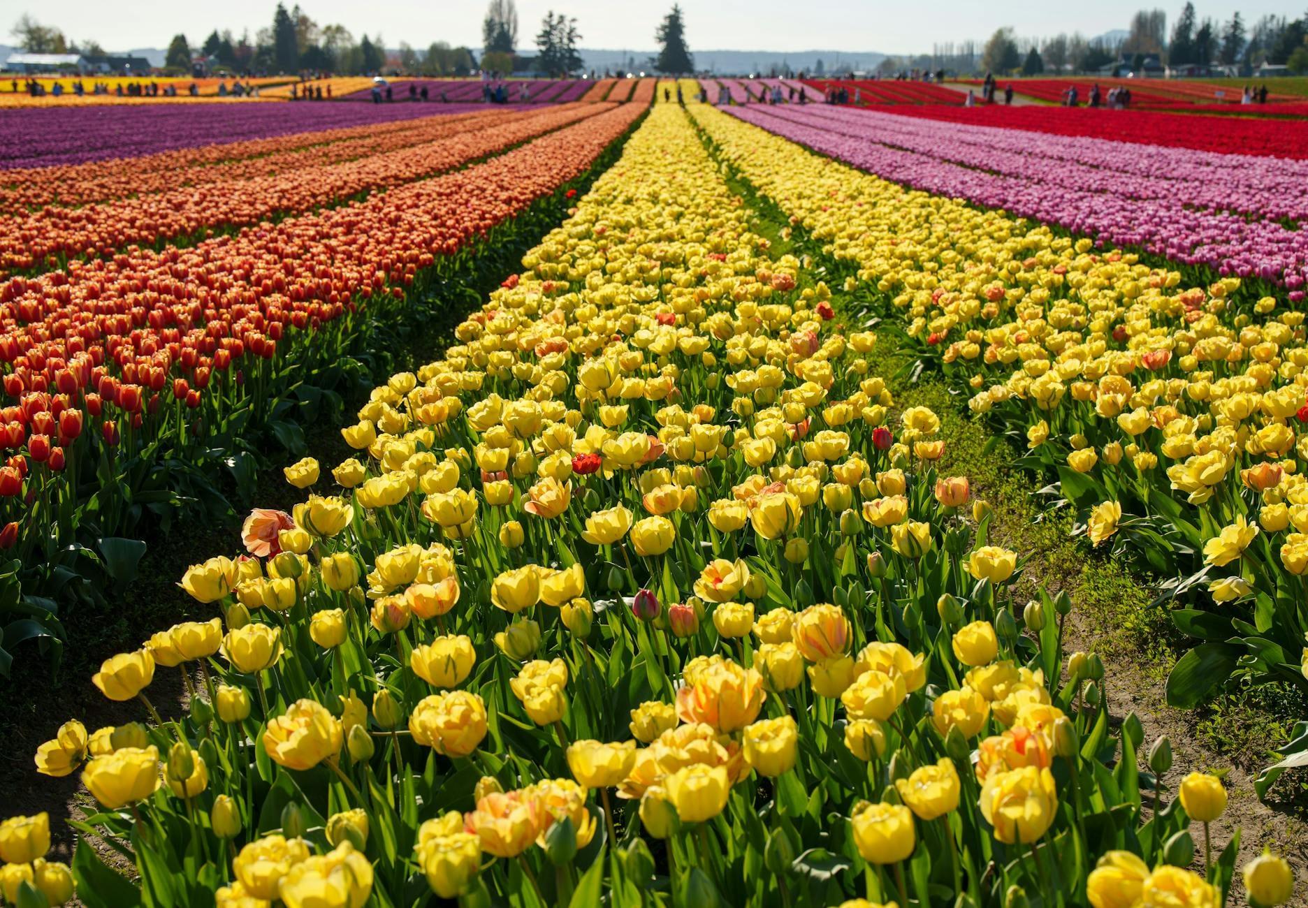 Tulip Festival hero