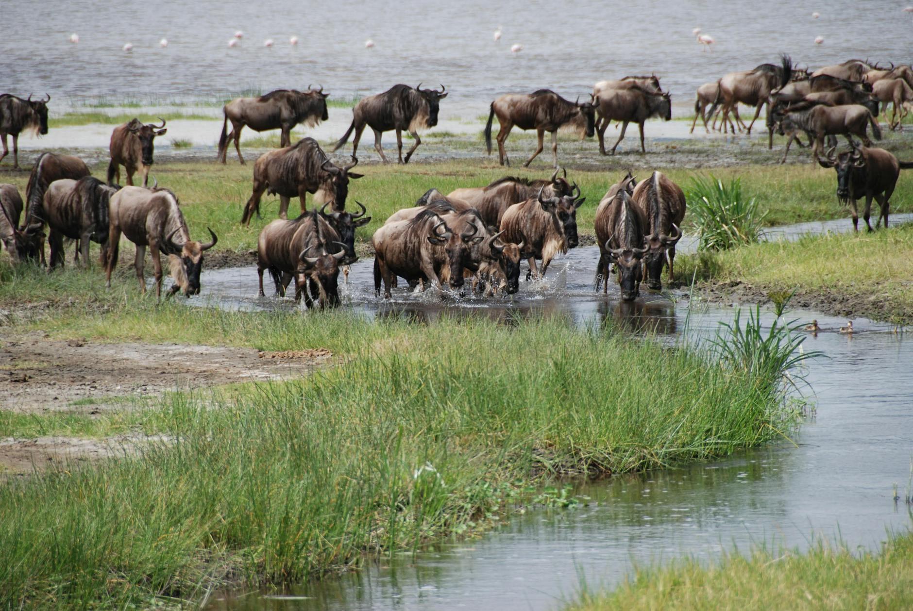 Wildebeest Migration hero