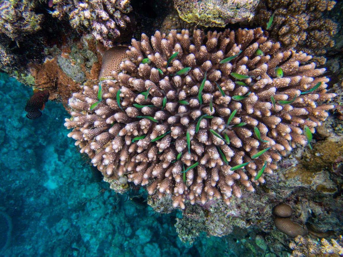 Fiji — Scuba Diving