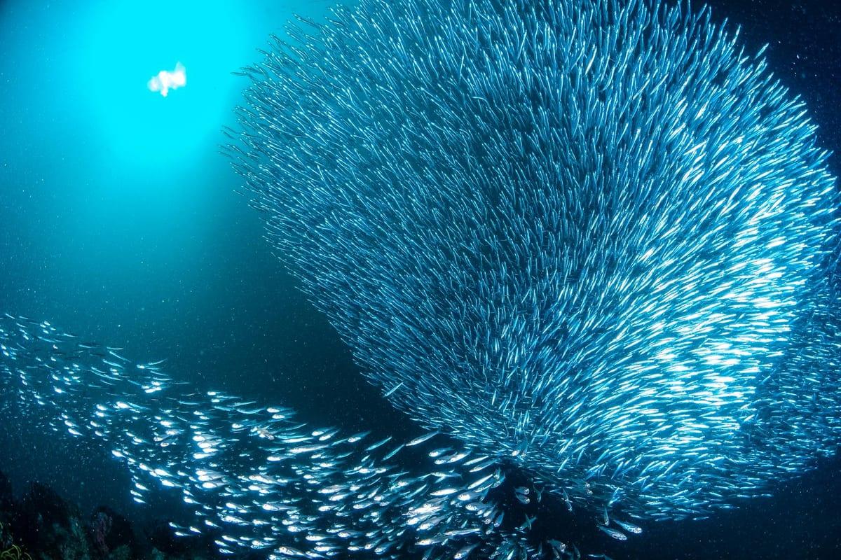 Sipadan, Malaysia — Scuba Diving