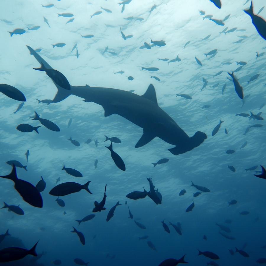 Cocos Island — Scuba Diving