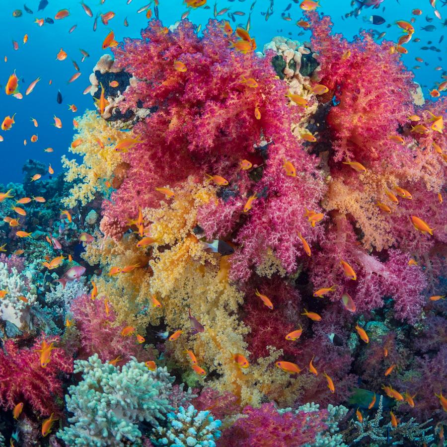 Bloody Bay Wall — Scuba Diving
