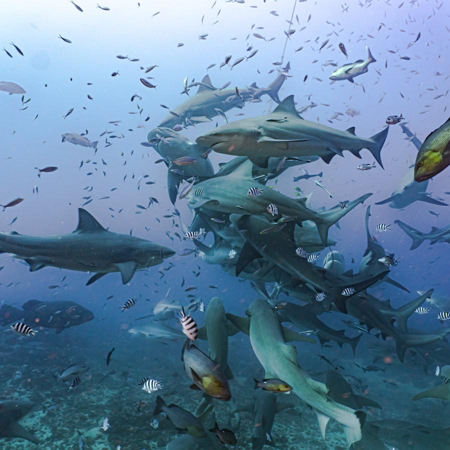 Malpelo — Scuba Diving