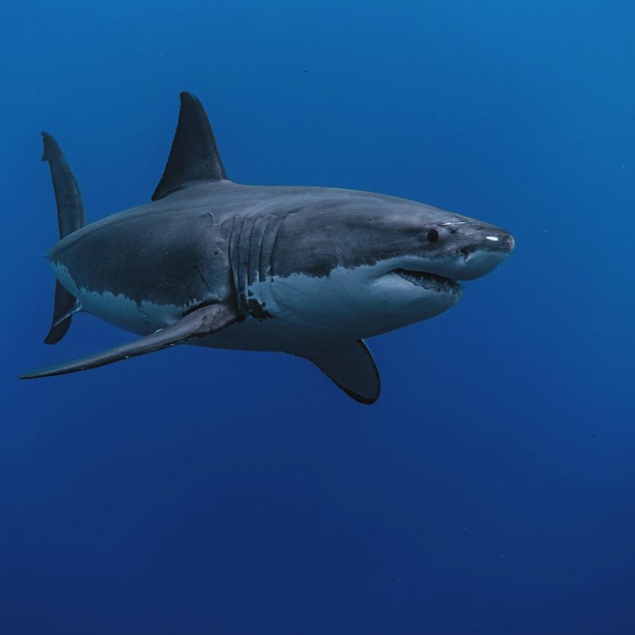 False Bay — Scuba Diving