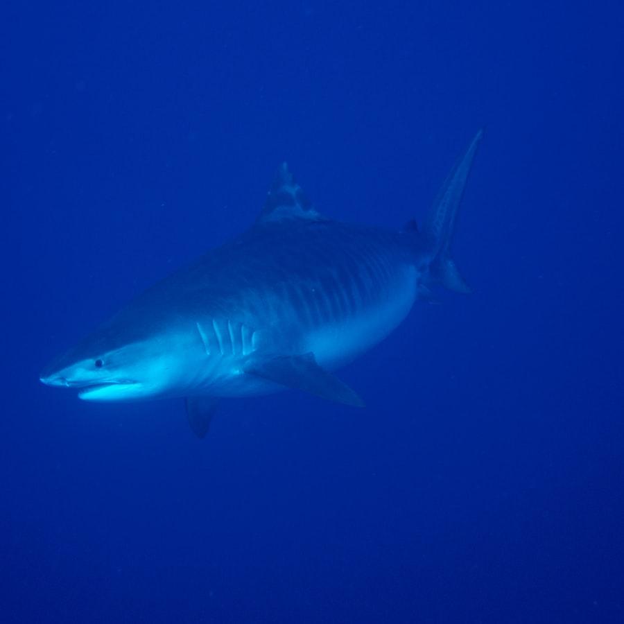 Tiger Beach — Scuba Diving