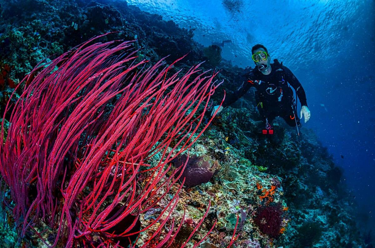 Papua New Guinea — Scuba Diving