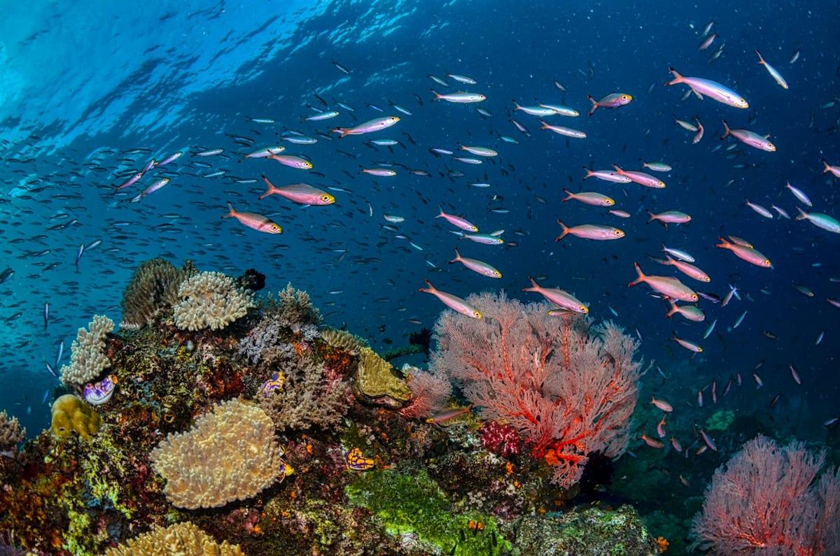 Raja Ampat — Scuba Diving