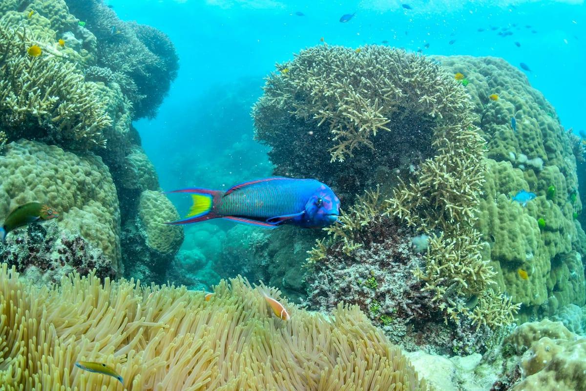 Great Barrier Reef — Scuba Diving