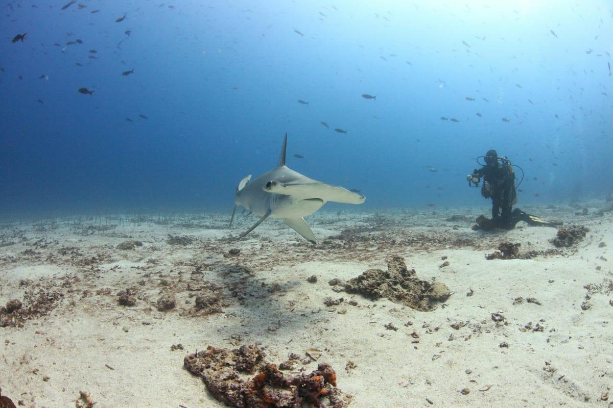 Galapagos — Scuba Diving