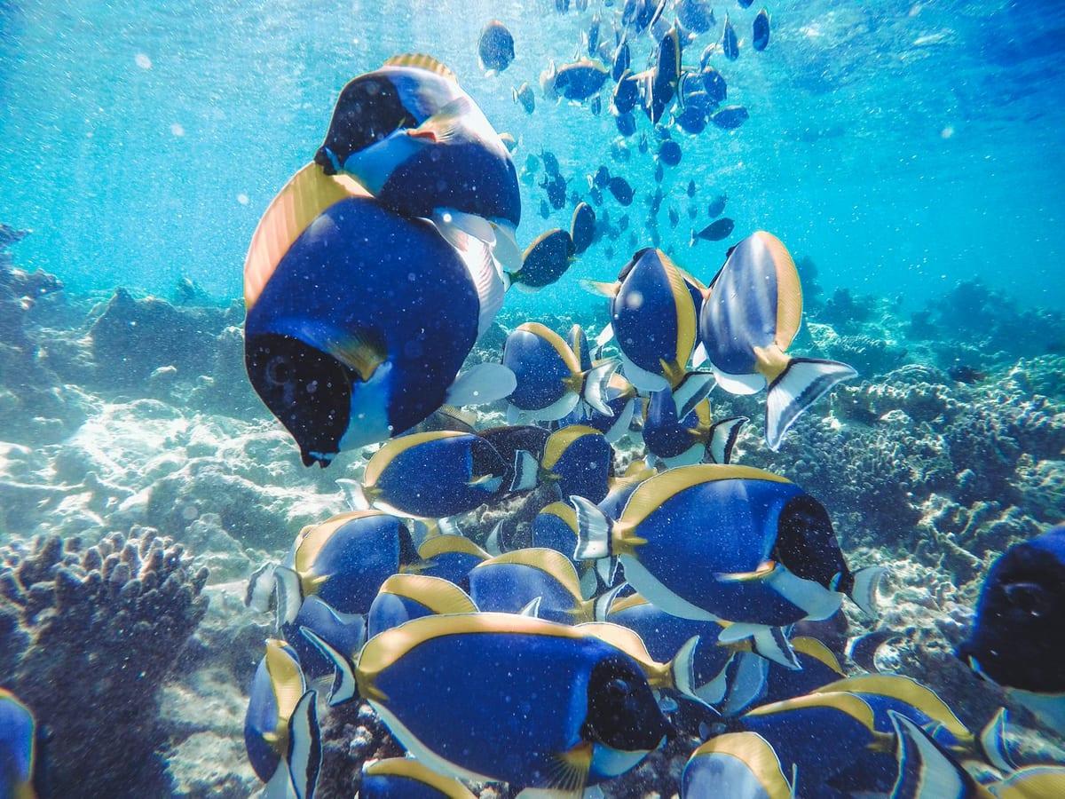 Maldives — Scuba Diving