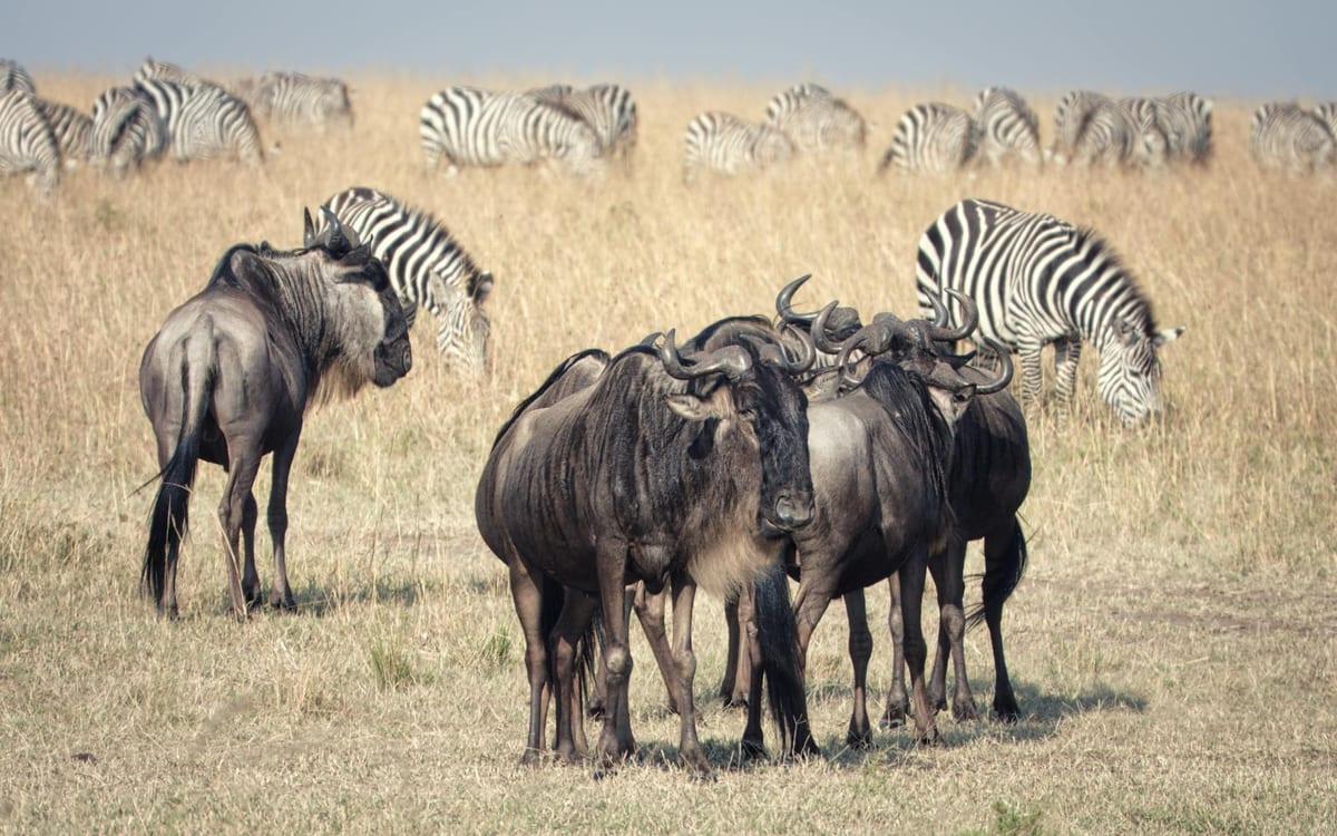 Maasai Mara, Kenya — Wildlife