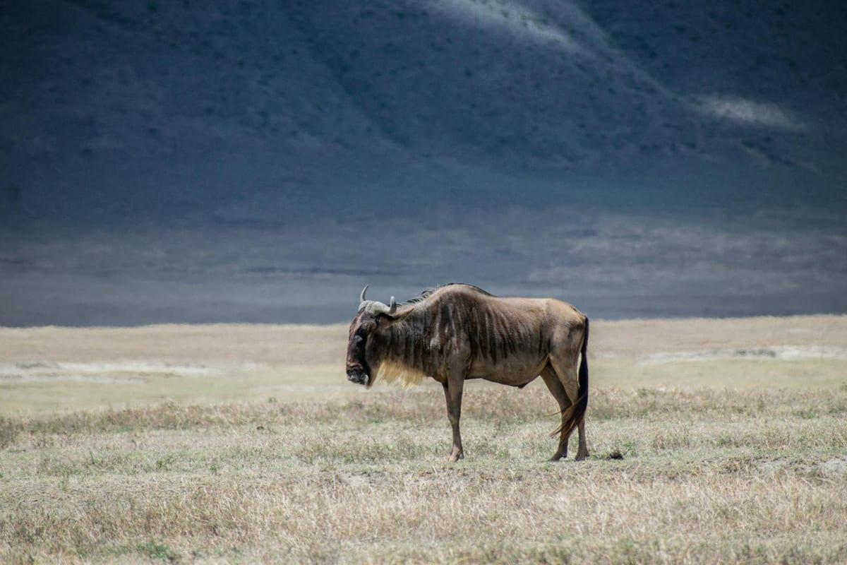 Serengeti, Tanzania — Wildlife