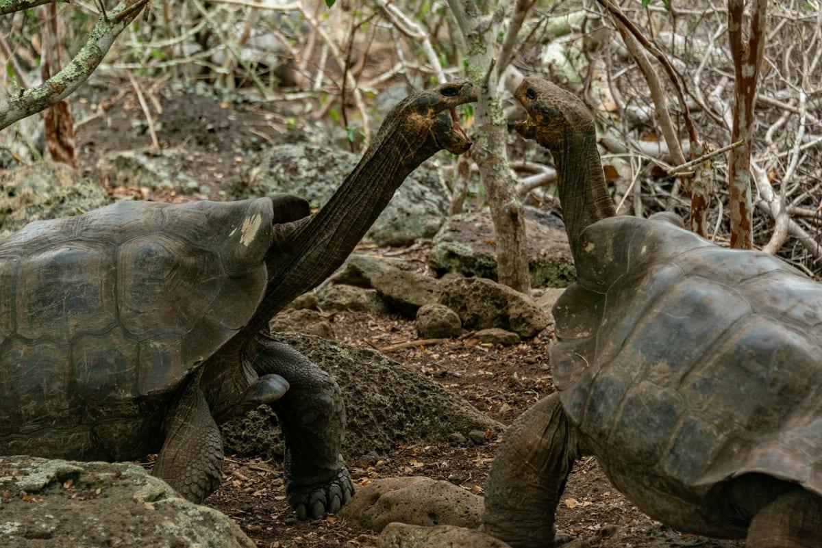 Galapagos Islands — Wildlife