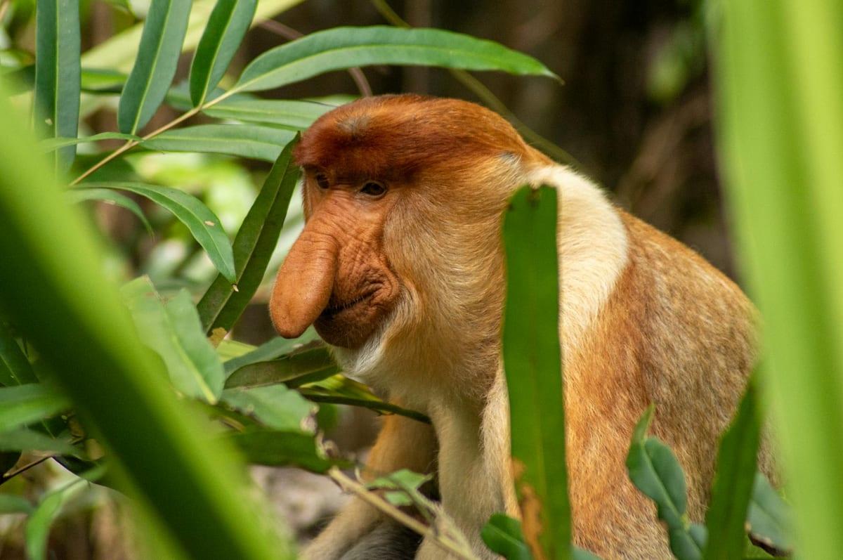 Sabah — Wildlife